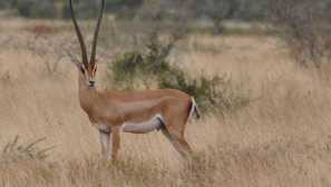 Газел грант